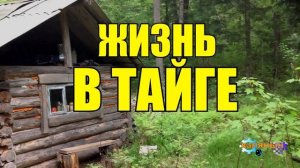 ЖИЗНЬ В ТАЙГЕ ЗИМОЙ _ ПРОМЫСЛОВАЯ ОХОТА В СИБИРИ _ ОХОТА ВОЛКОВ _ ОХОТА ЛИСЫ