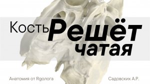 Решетчатая кость