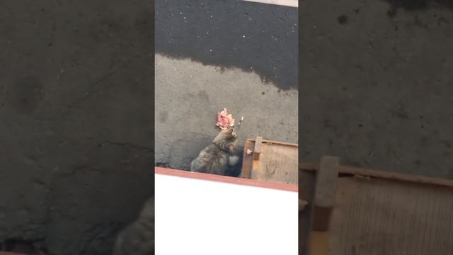 Очень дикий котёнок смотреть онлайн