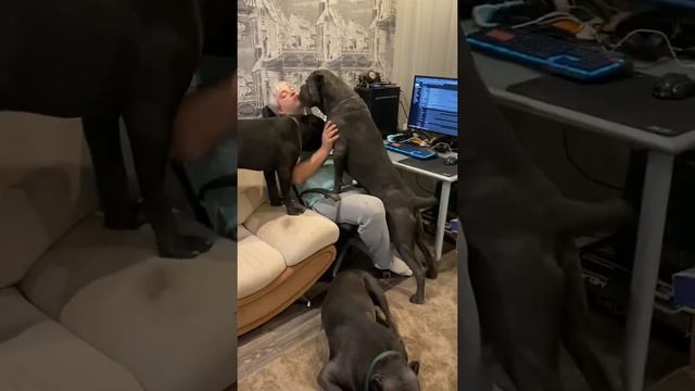 С мамой назанимался, с папой нацеловался 🤣🤣🤣 #tttt #канекорсо #canecorsoitaliano смотреть онлайн