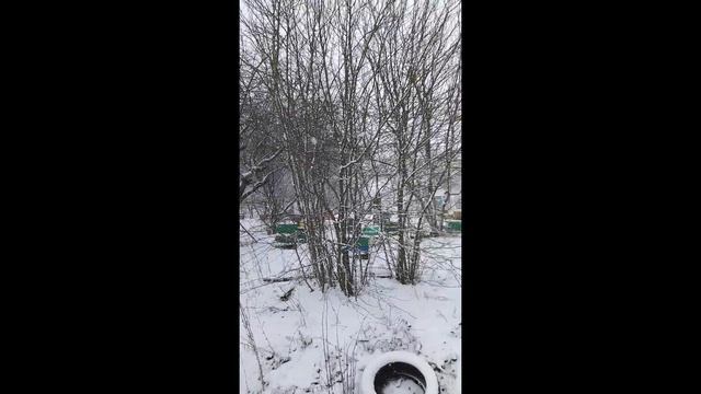 Закрытая популяция Украинская степная Воронивская. смотреть онлайн