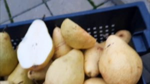 Груша Ноябрьская Молдовы