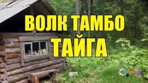 ВОЛК СПАС ЧЕЛОВЕКА _ ЖИЗНЬ В ТАЙГЕ