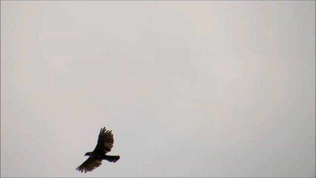 Spizaetus ornatus смотреть онлайн