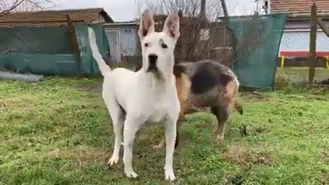 Клеопатра 🐾 смотреть онлайн