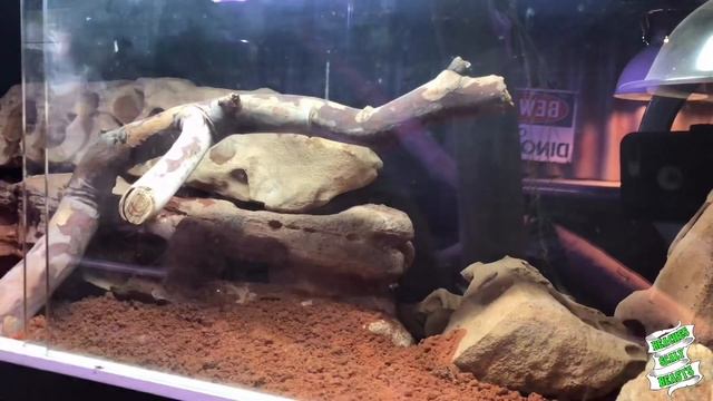 NEW SUBSTRATES, ENCLOSURE BACKGROUNDS, FEEDING REPTILES & HERPING! смотреть онлайн