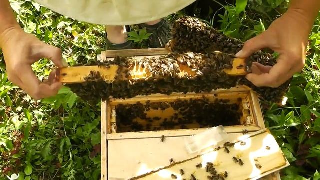 Продажа матки из нуклеуса смотреть онлайн