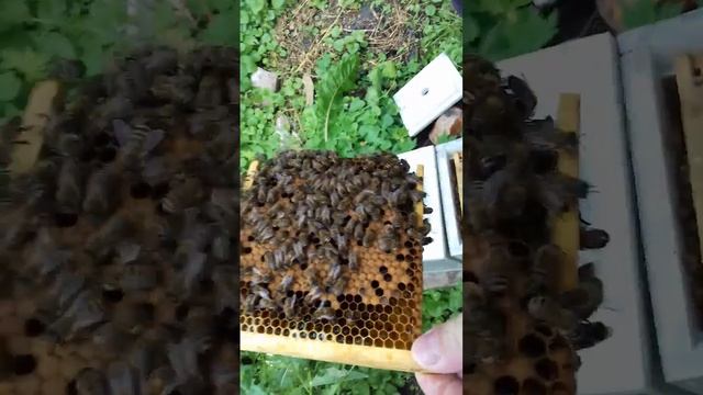 Нуклеус с молодой маткой 2020 . смотреть онлайн