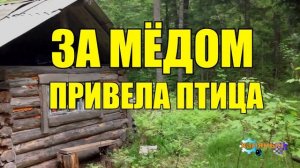 0935 - ЗА МЁДОМ _ ПТИЦА МЕДОВНИЦА