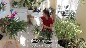 Несколько комнатных растений в одном горшке, мои эксперименты. Новый столик в зимнем саду!