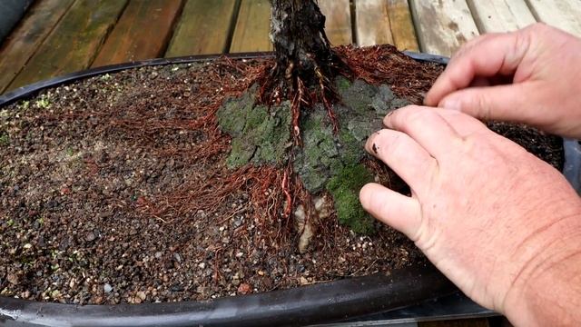 My Witches Tree, The Bonsai Zone, June 2021 смотреть онлайн