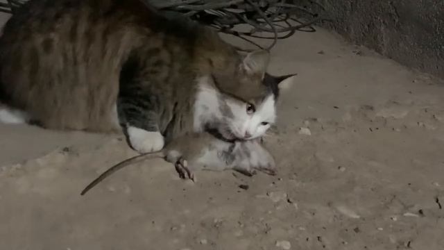 Чеченская кошка ест то что принадлежит ей смотреть онлайн