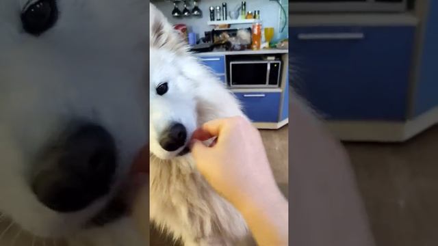 ХОТИМ КУШАТЬ!!! #самоед #щенок #чувашия #цивильск #деревня