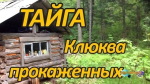 ТАЙГА _ Клюква прокаженных