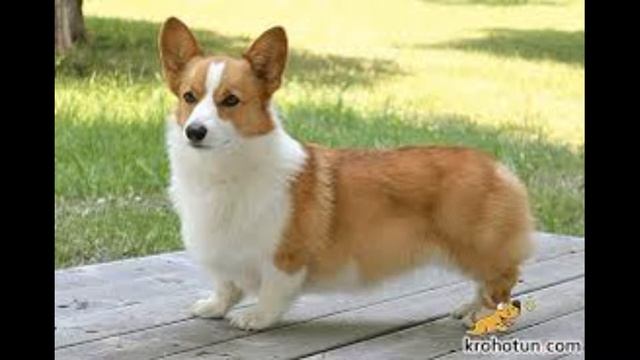 5 cамих дорогих порід собак/5 most expensive dog breeds. смотреть онлайн