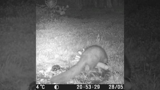 Check an object, the marten manages it (Garden trail cam video, cute, Marder) смотреть онлайн