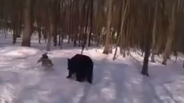 притравка на медведя 1,2 год Хват первый раз смотреть онлайн