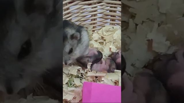 Just One Week They Growing Up Well And Look Very The Same Appearance To Their Mum смотреть онлайн
