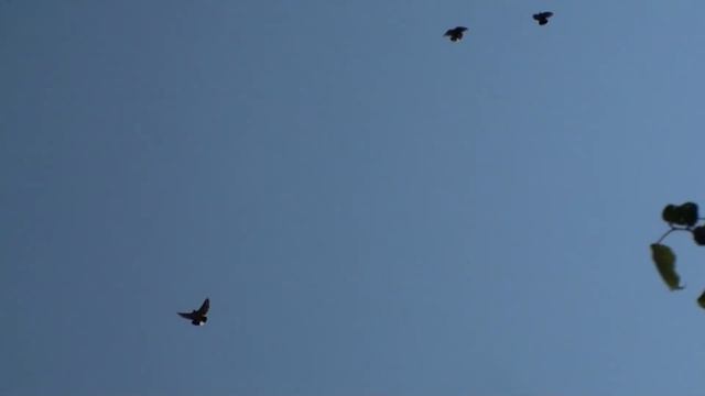 ГОЛУБИ МОИ ЛЕТАЮТ ПО ДВОРУ!!! 09.07.21г смотреть онлайн