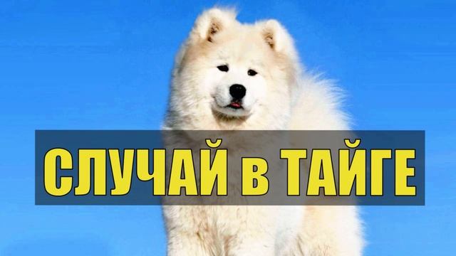ОСТАВИЛИ СОБАКУ В ЛЕСУ СЛУЧАЙ В ТАЙГЕ ГЕОЛОГИ РАССКАЗ ИСТОРИИ ИЗ ЖИЗНИ ХОЗЯИН ТАЙГИ ВЕРНЫЙ ДРУГ смотреть онлайн
