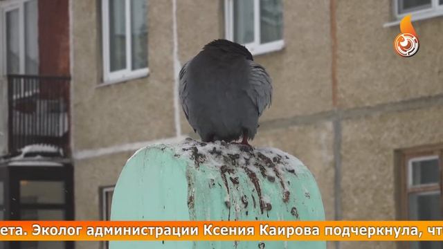 ЗАПРЕТИТЬ КОРМИТЬ ГОЛУБЕЙ на бульваре Алещенкова или в сквере Победы нельзя. Что делать? смотреть онлайн