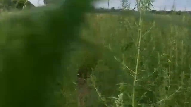 Смішна Трава. смотреть онлайн