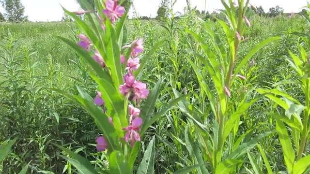 Коротко обо всем смотреть онлайн