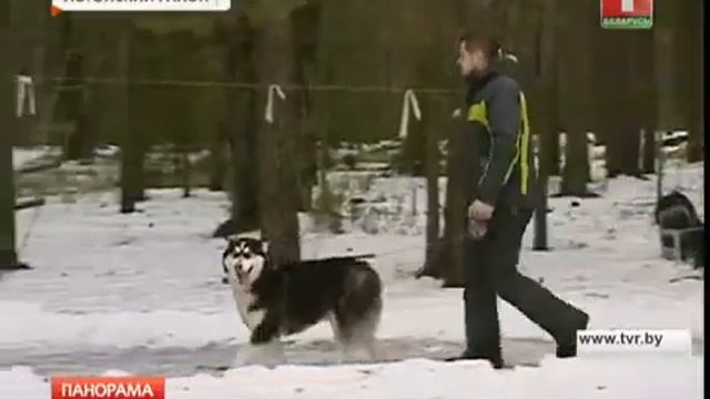 Спортивный фестиваль «Северные псы» прошел в Логойском районе смотреть онлайн