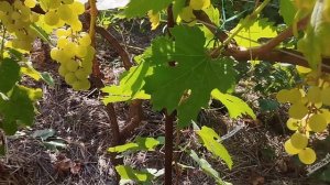 Виноград галбена Ноу в Брянске