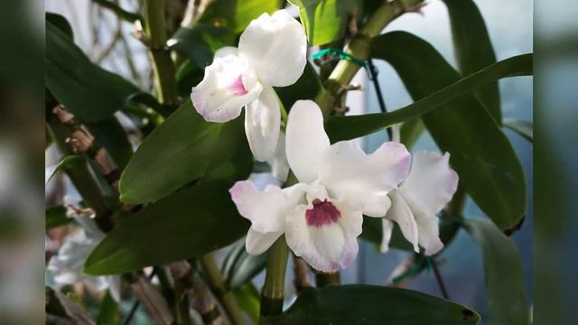 4 days in Washington DC - US Botanic Garden смотреть онлайн