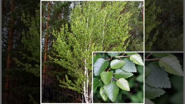 Татарская песня АК КАЕН смотреть онлайн