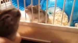 Как  ухаживать за хомяком!😜