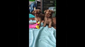 Брюссельский гриффон. Мальчик 2мес. Сочный окрас:шоколадный соболь