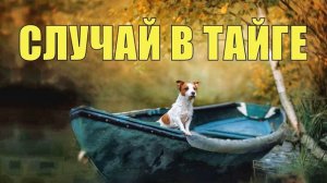 ЗАВИСТНИКИ УКРАЛИ СОБАКУ СОБОЛЯТНИЦУ СЛУЧАЙ В ТАЙГЕ ПУШНОЙ ПРОМЫСЕЛ ДОБЫЧА СОБОЛЯ ОТШЕЛЬНИКИ