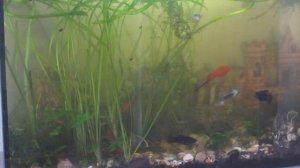 Бизнес план по разведению аквариумных рыбок