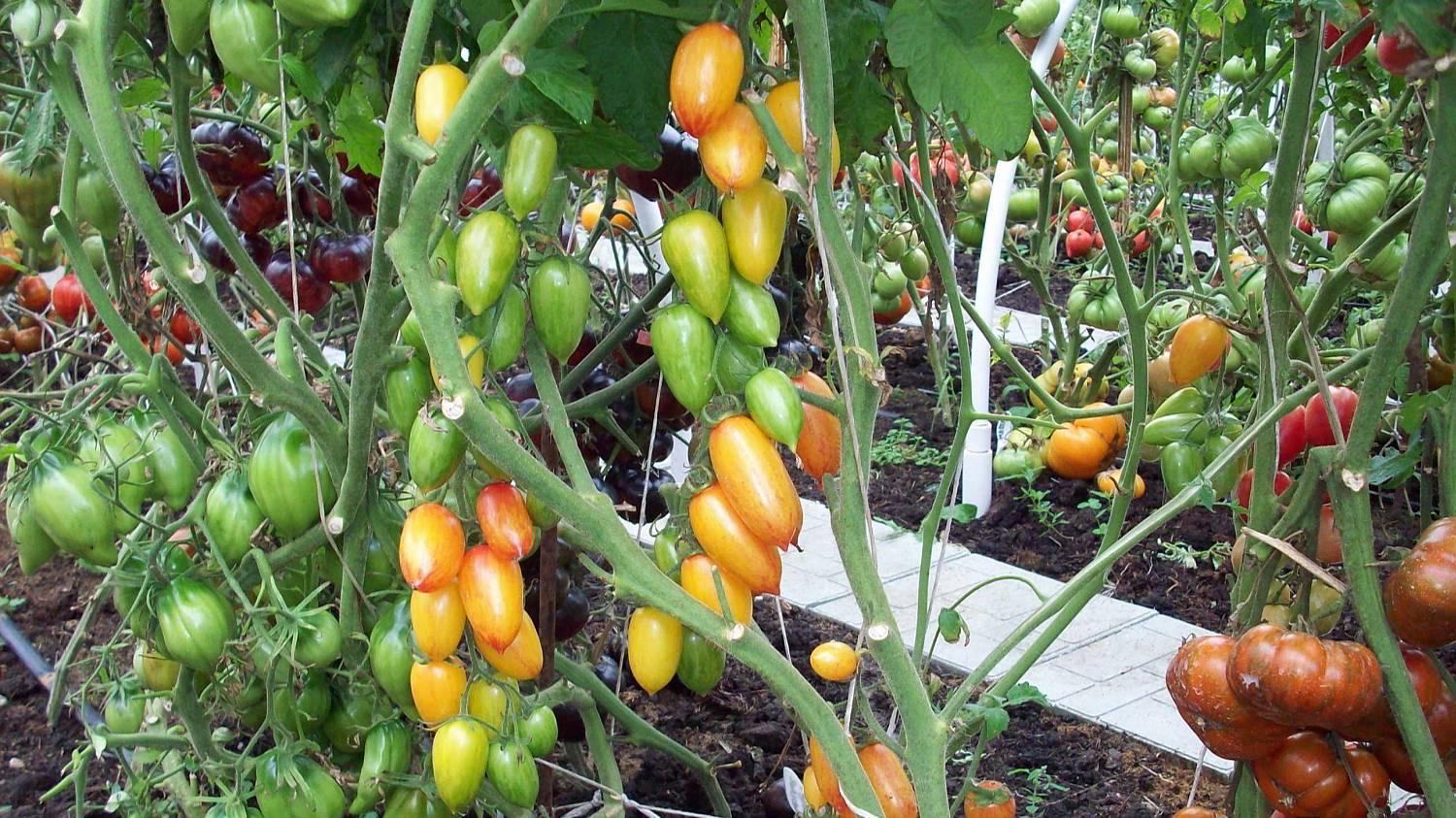 Томат Стыдливый румянец (Blush)