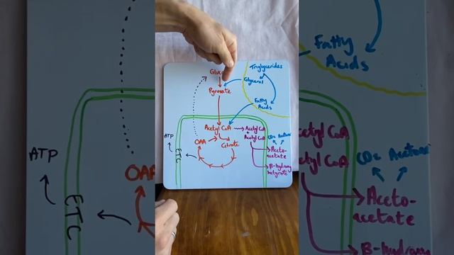 Ketogenesis and Ketones in 2 minutes! смотреть онлайн