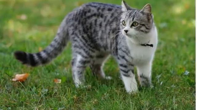 ЗАЧЕМ ВАША КОШКА ПРИШЛА ИМЕННО К ВАМ! смотреть онлайн