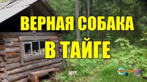 0955 - ВЕРНАЯ ОХОТНИЧЬЯ СОБАКА _ ЖИЗНЬ В ТАЙГЕ