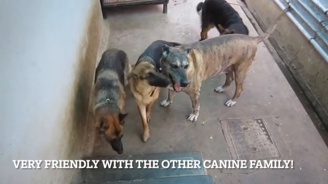 A tribute to GSD DINO! смотреть онлайн