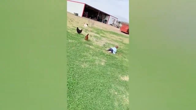 FUNNY VINE ★ Смешные сумасшедшие птицы нападают на детей #3 Funny Babies and смотреть онлайн