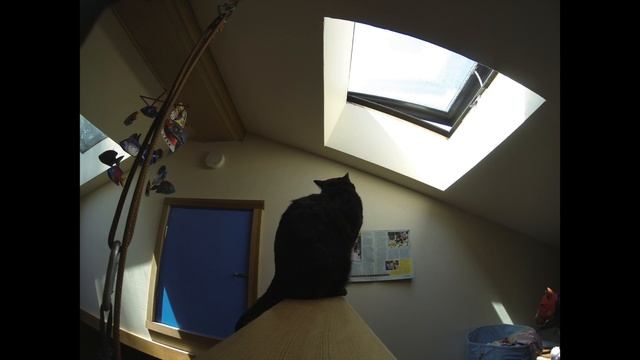Coconut Cam Kitty Time Lapse смотреть онлайн