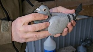 Спортивные голуби Калининград.  Рабочий материал на 2025 год