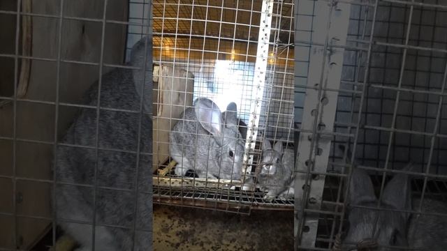 Как получились Белые великаны и Советская шиншилла #bunny #rabbit #кролики смотреть онлайн