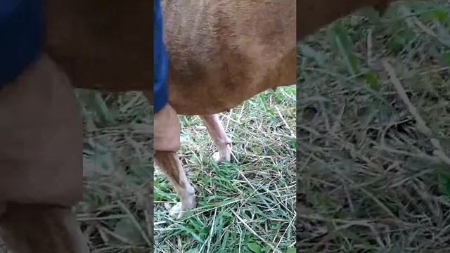 На прогулке осматриваем собаку, и снимаем клещей смотреть онлайн