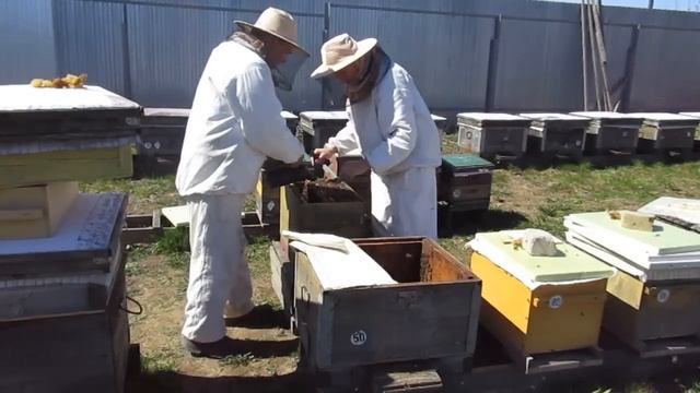 Делим сильные семьи на зимовалых маток смотреть онлайн