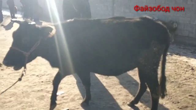 Мол бозори Мискинобод бехад навори зур 25 12 2022 смотреть онлайн