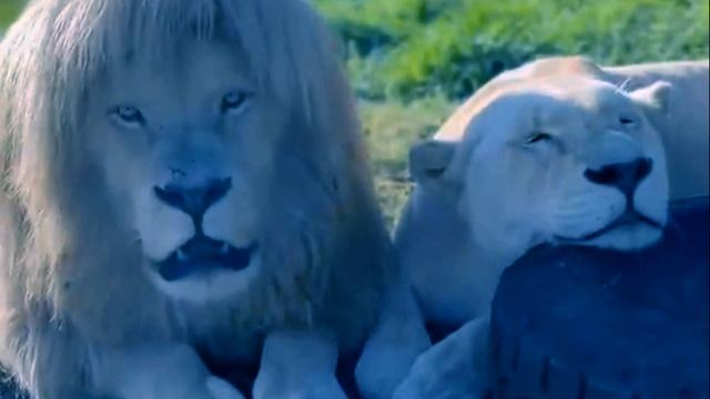 LichTimer — Лев сегодня спит смотреть онлайн