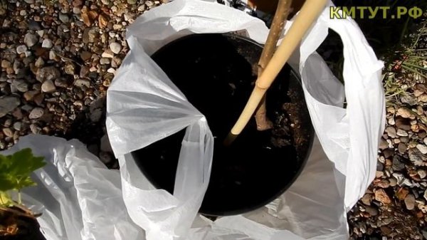 Отзыв о Сады Москвы Sady-msk.ru