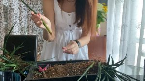 САНСЕВИЕРИЯ ФЕРНВУД МИКАДО. Разговорная пересадка.